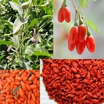 GOJI2.jpg