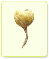 Maca.jpg