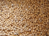 Hořčice bílá semeno  (50g)