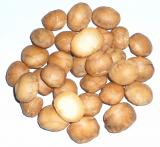 Sacha Inchi oříšky (100g)