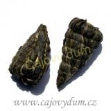Yunnan Yu Zhu ( 1ks)
