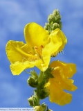 Divizna květ (50g)