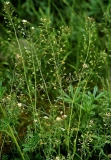 Pastuší tobolka řezaná (50g)