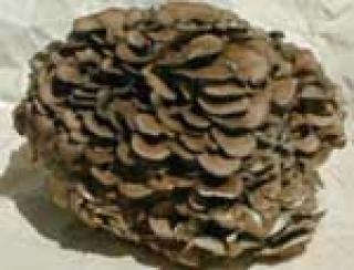 Maitake-MRL (90tbl. á 750mg)