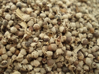 Drmek obecný plod- Mnišský pepř (50g)