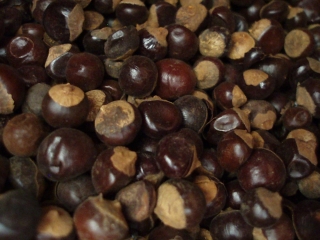 Guarana plod sušený celý (50g)