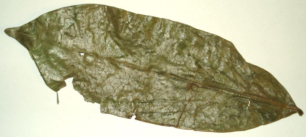 Graviola, Anona, Guanabana mletá 