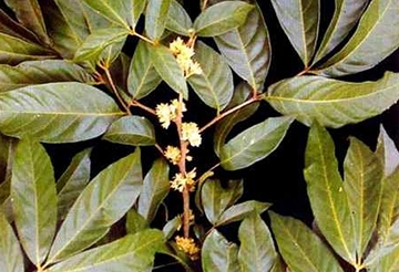 Muira puama kořen mletý (500g)