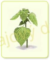 Muňa Wira směs bylin 