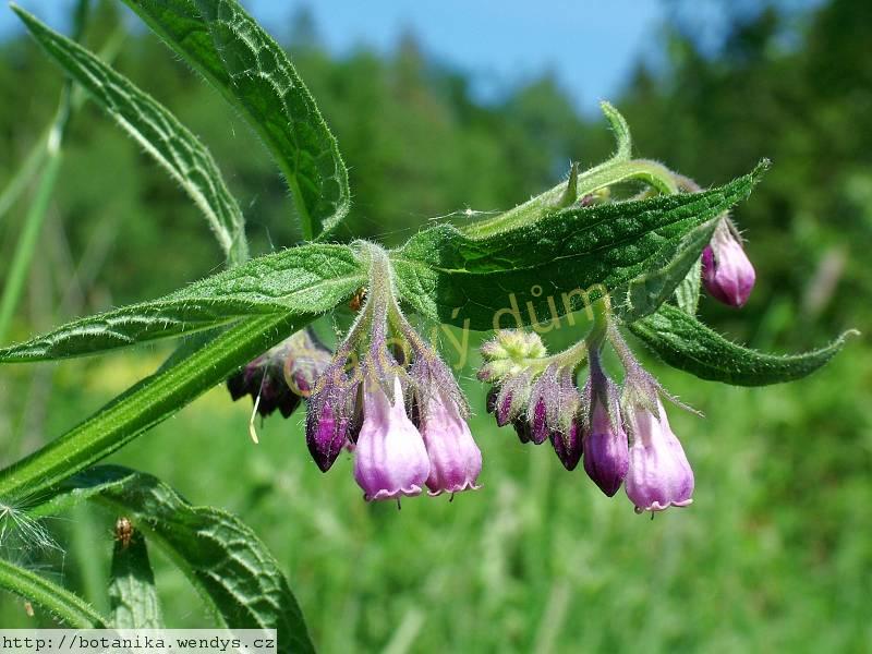 Kostival nať řezaná