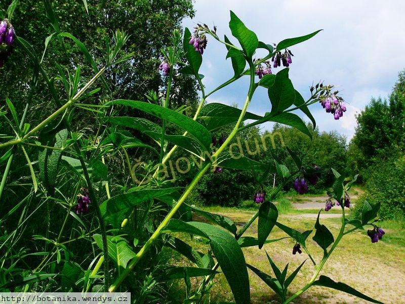 Kostival nať řezaná