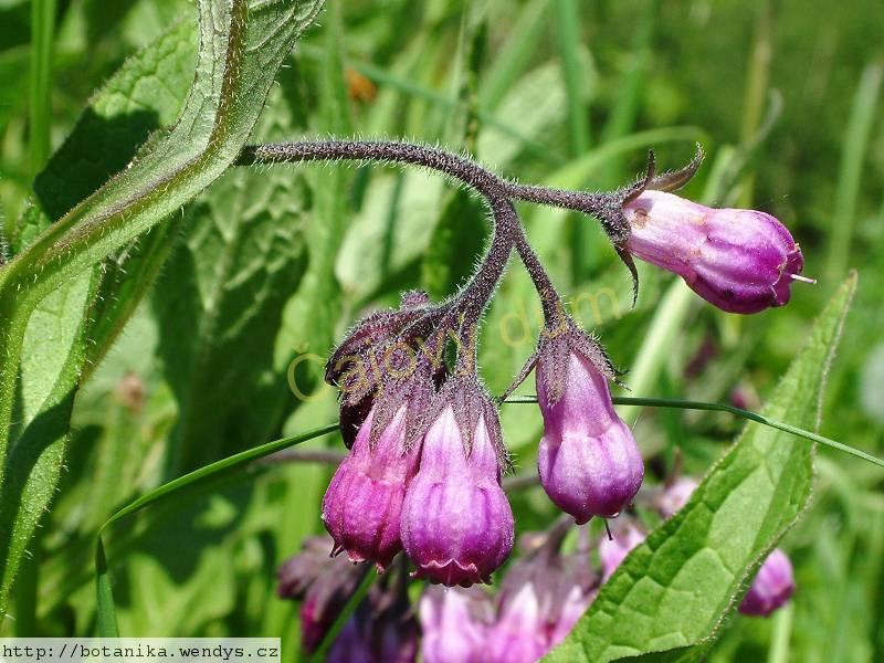 Kostival nať řezaná