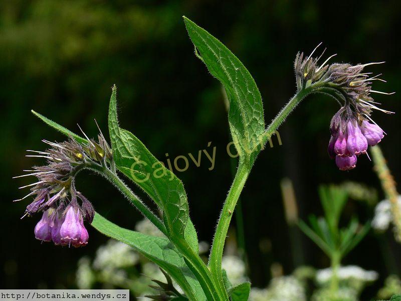 Kostival nať řezaná