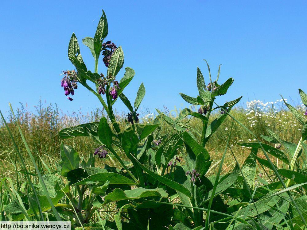 Kostival nať řezaná