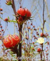 Ibišek květ řezaný