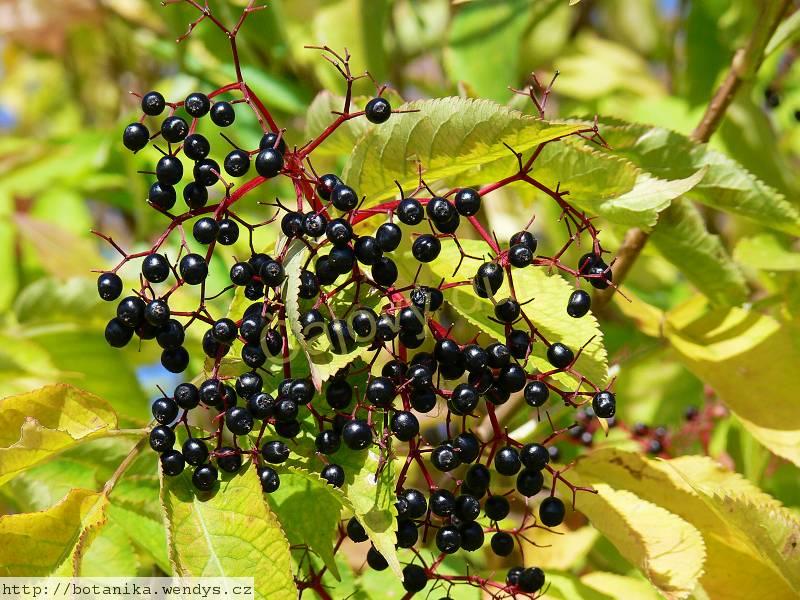Bez černý plod 