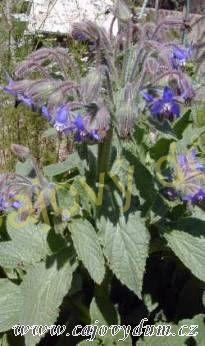 Brutnák nať řezaná