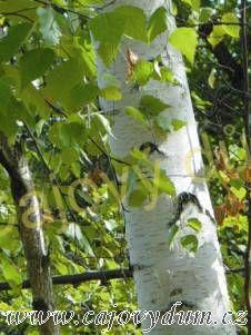 Bříza bělokorá list řezaný