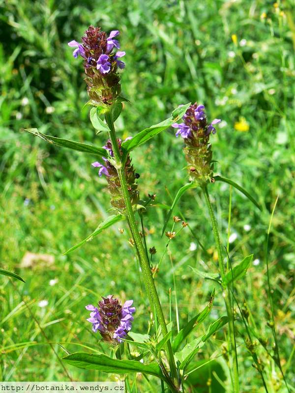 Černohlávek nať řezaná