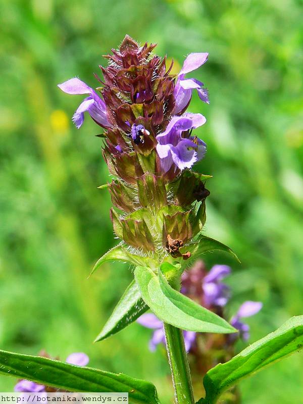 Černohlávek nať řezaná