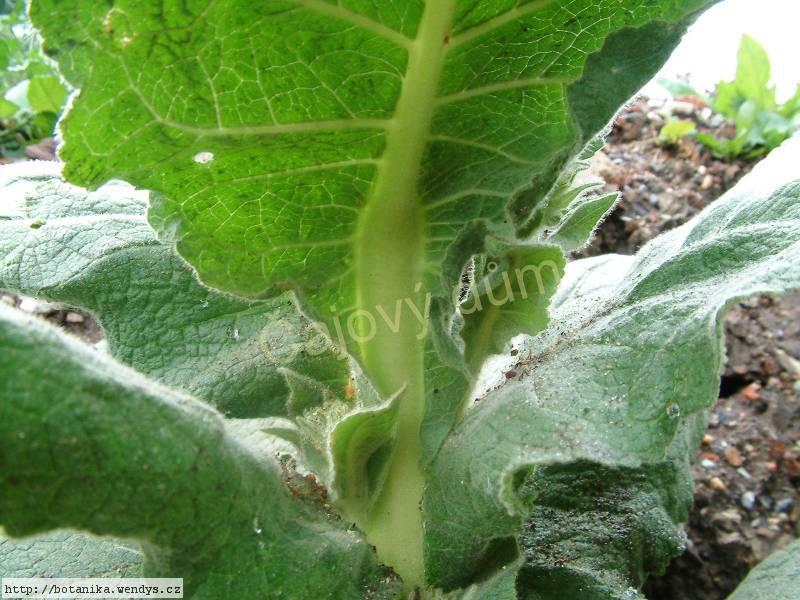 Divizna květ řezaný