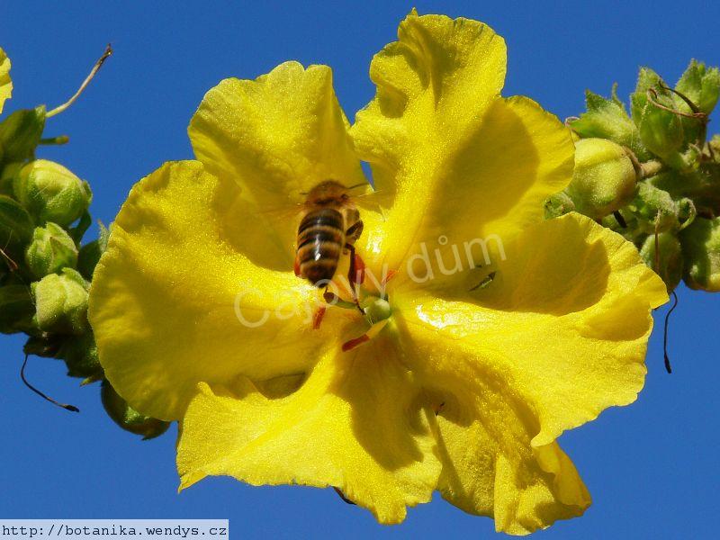 Divizna květ řezaný