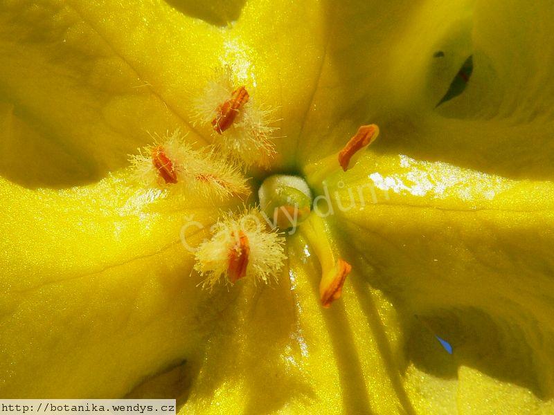 Divizna list řezaný