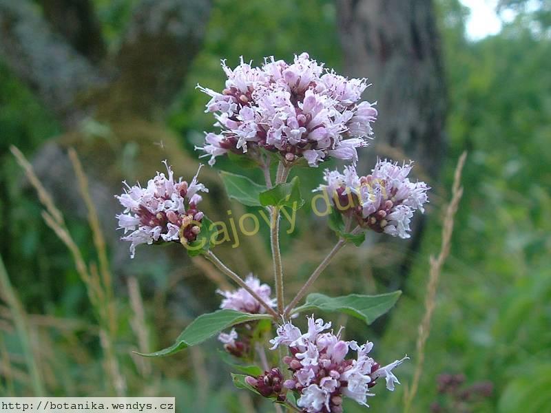 Dobromysl nať řezaná