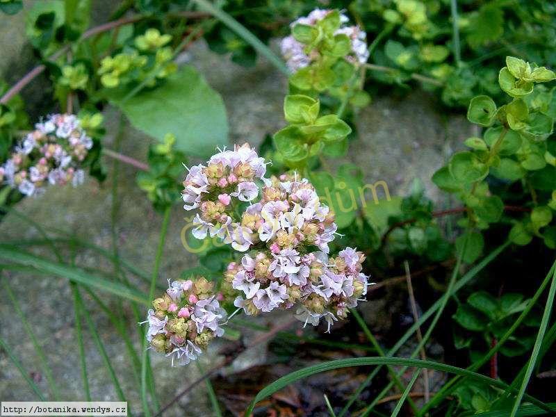 Dobromysl nať řezaná