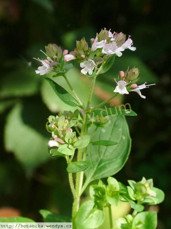 Dobromysl nať řezaná