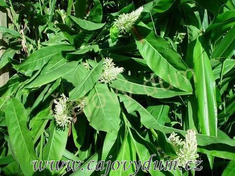 Galgán červený kořen řezaný