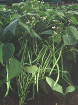 Fazol lusk bez semen řezaný