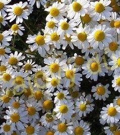 Heřmánek květ celý