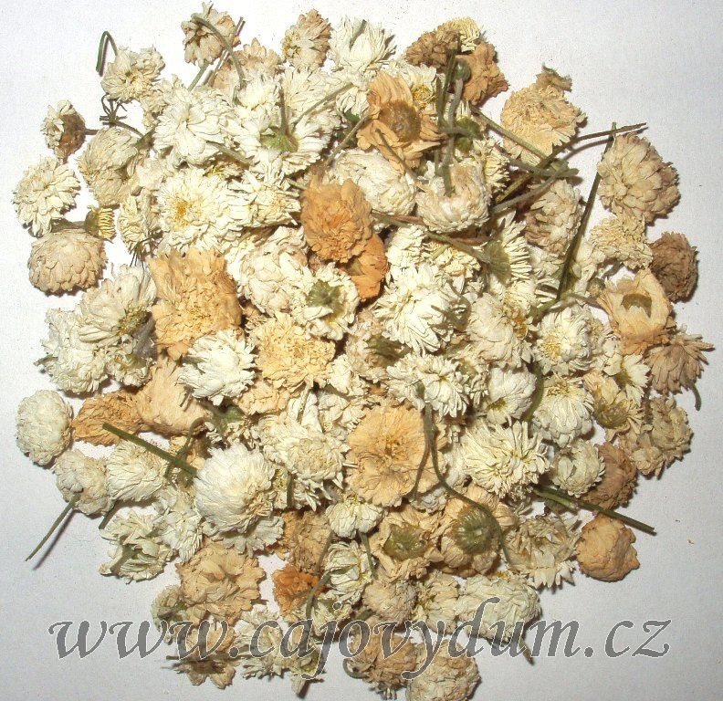 Heřmánek římský květ  