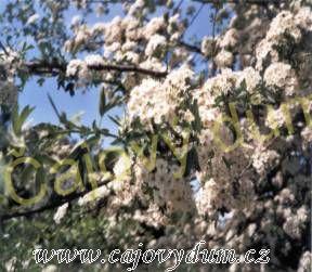 Hloh obecný (list+květ) 