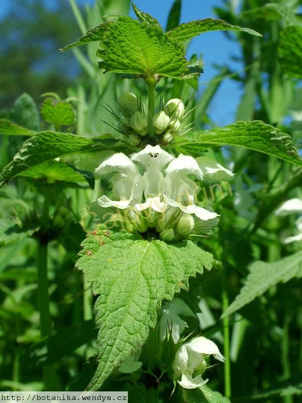 Hluchavka nať řezaná