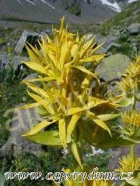 Hořec kořen řezaný