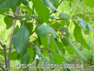 Krušina kůra řezaná