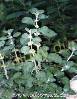 Jablečník nať řezaná