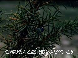 Jalovec červený plod celý