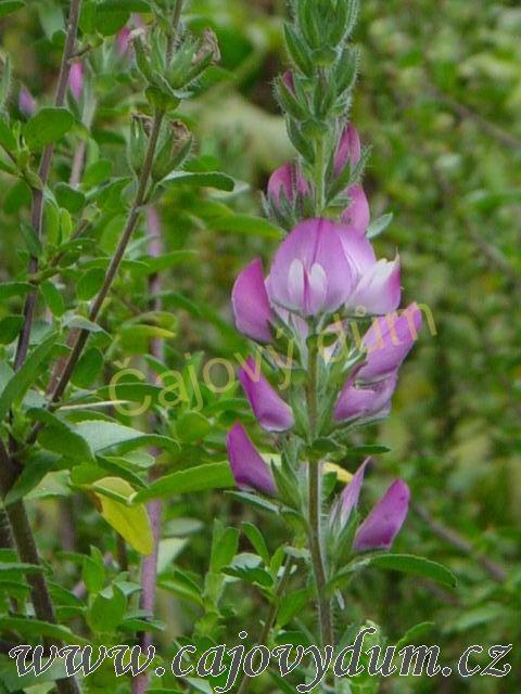 Jehlice kořen řezaný