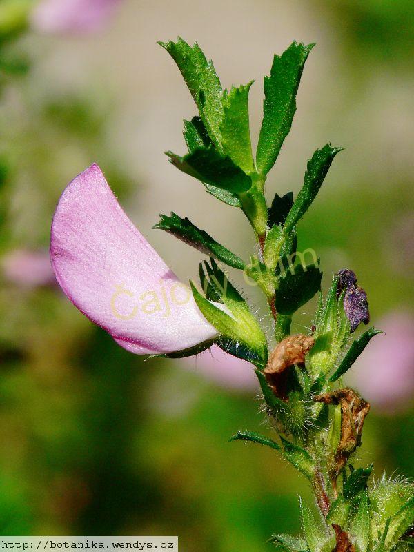 Jehlice kořen řezaný