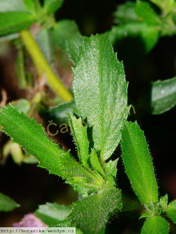 Jehlice kořen řezaný