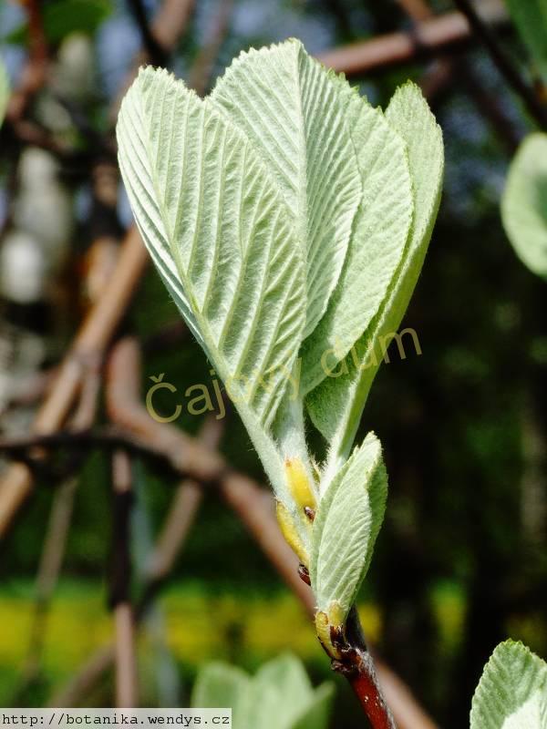 Jeřáb černý Aronie plod 