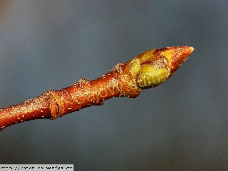 Jeřáb černý Aronie plod 