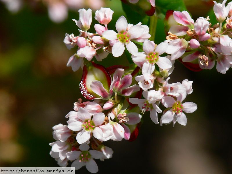 Pohanka nať řezaná