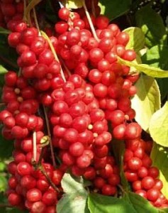Klanopraška Schizandra plod
