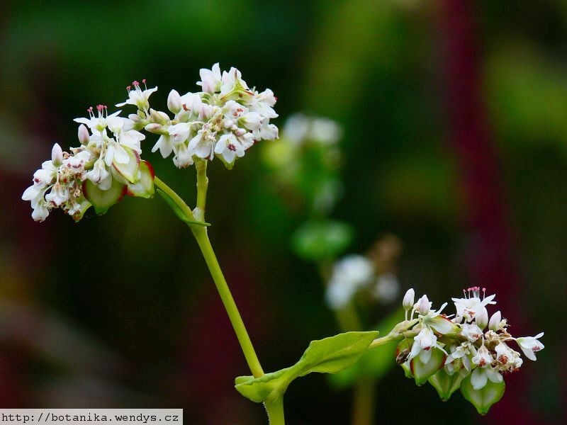 Pohanka nať řezaná
