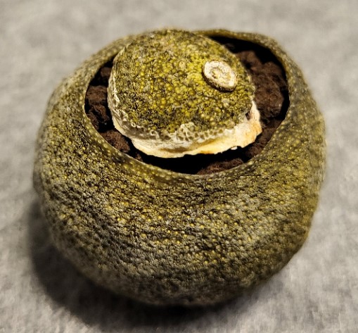 2017 Puerh tmavý Xinhui v divoké mandarince 12g