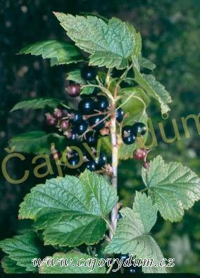 Černý rybíz list řezaný